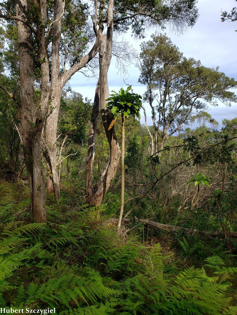 Mt. Kaala Cyanea photo 5