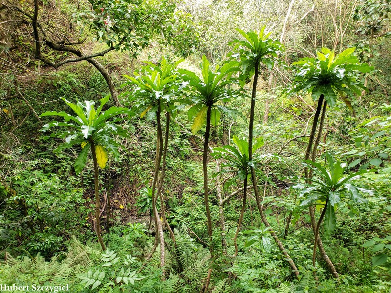 Mt. Kaala Cyanea photo 6