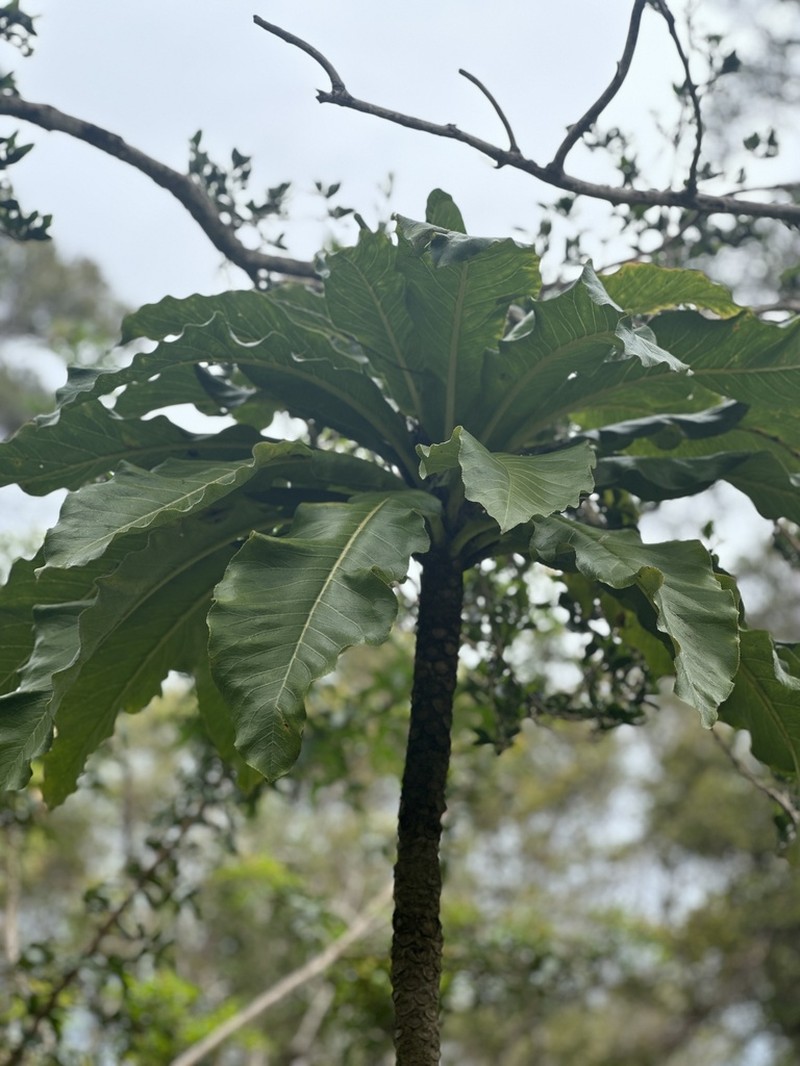 Mt. Kaala Cyanea photo 7