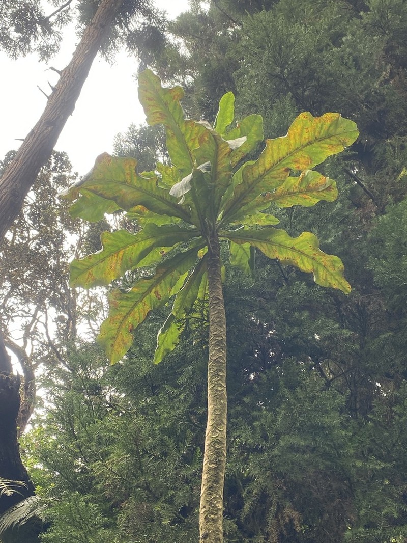 Mt. Kaala Cyanea photo 8