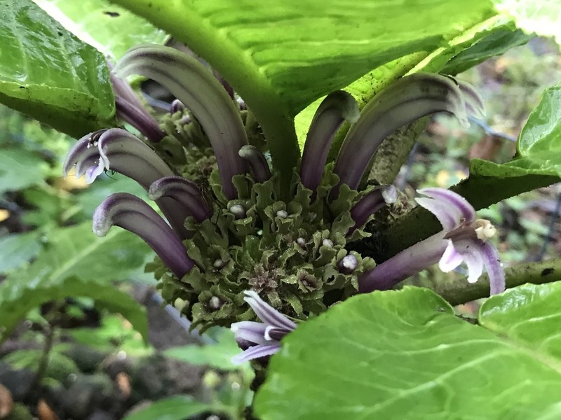 Punaluu Cyanea