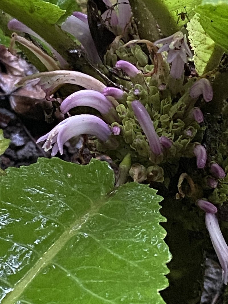 Punaluu Cyanea photo 2
