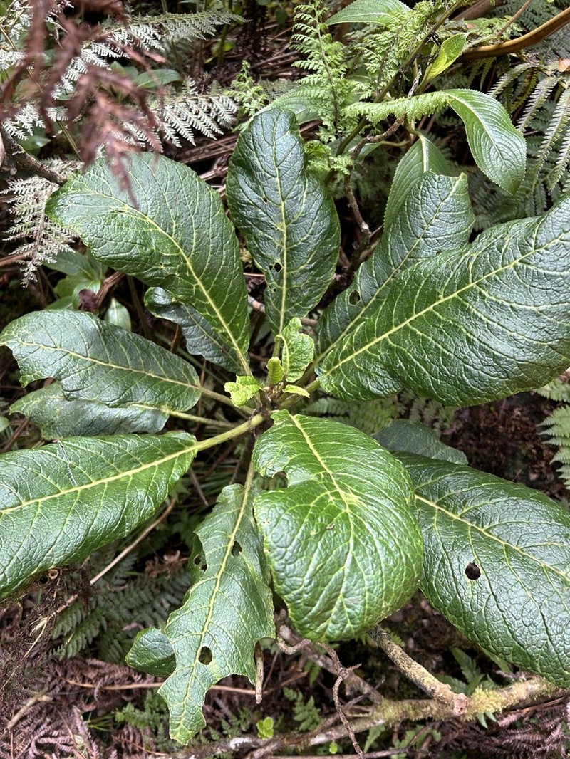 Punaluu Cyanea photo 3