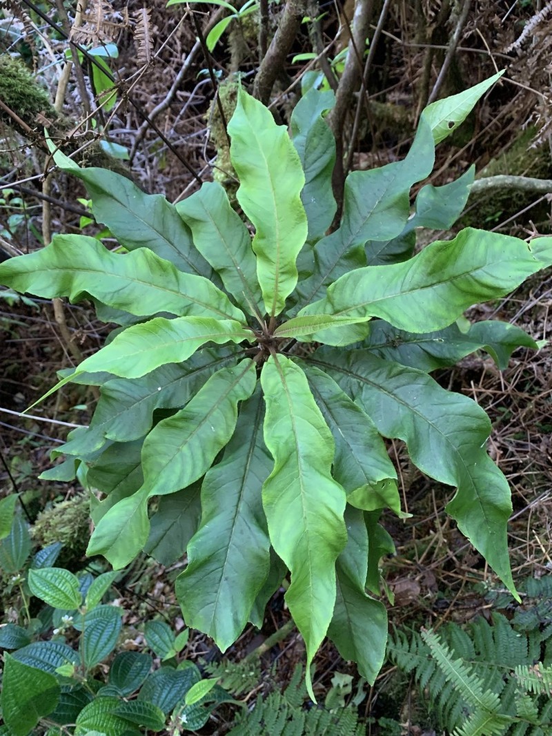 Leechleaf Cyanea