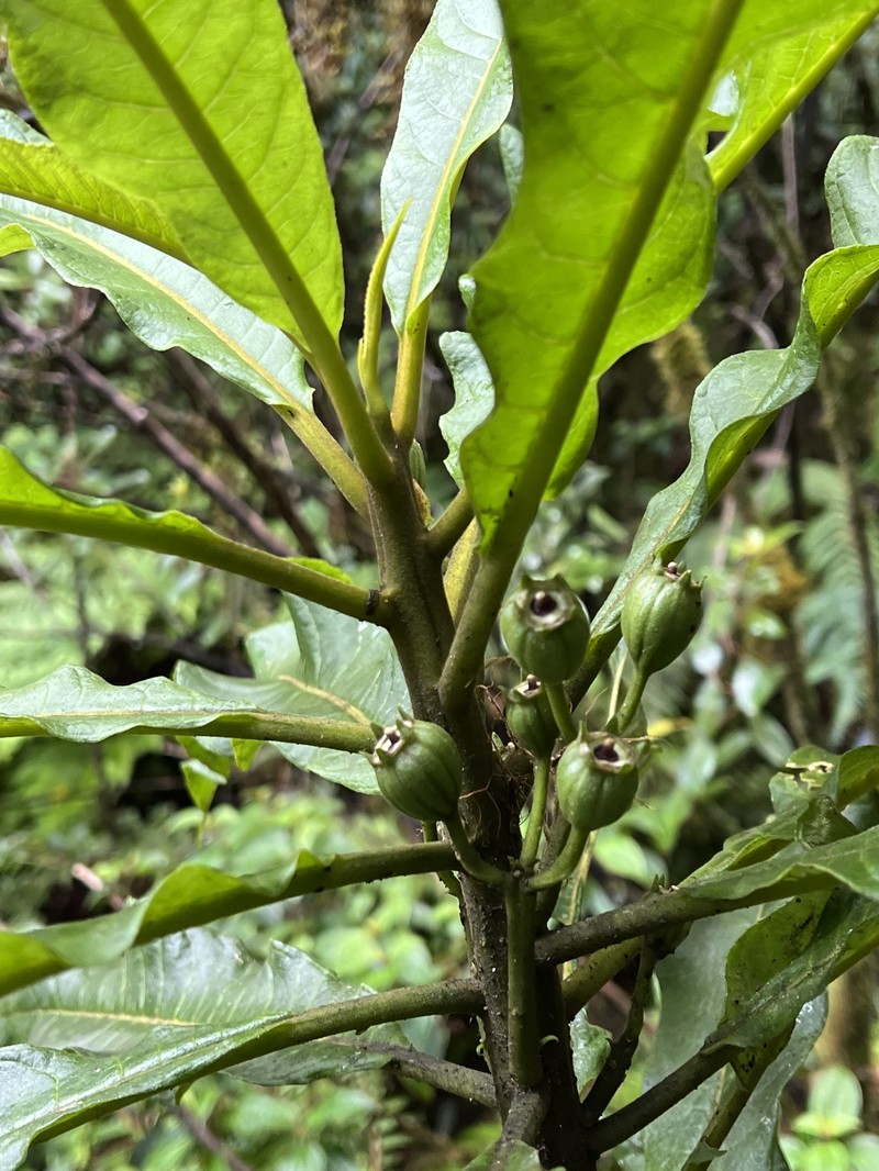 Leechleaf Cyanea photo 6