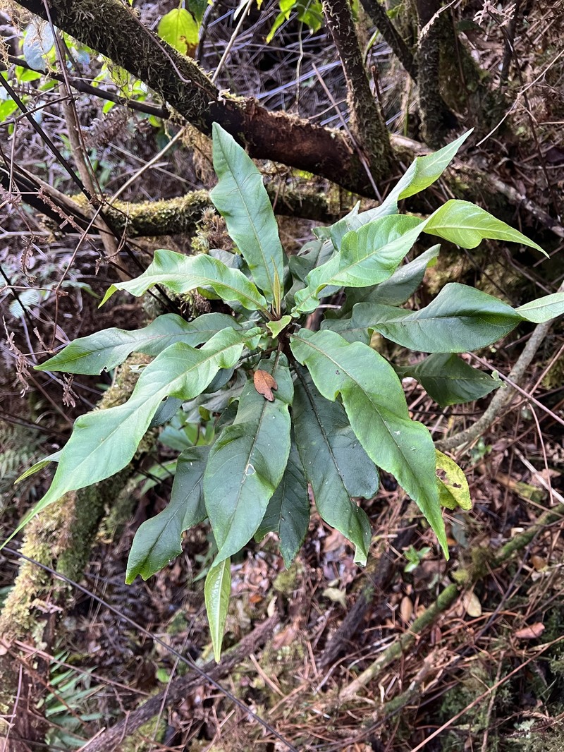 Leechleaf Cyanea photo 8