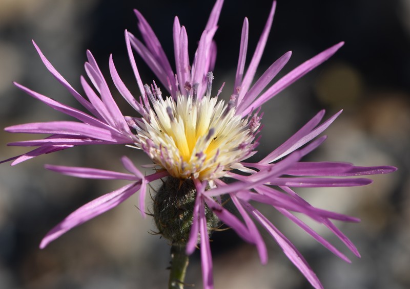 Morocco Knapweed