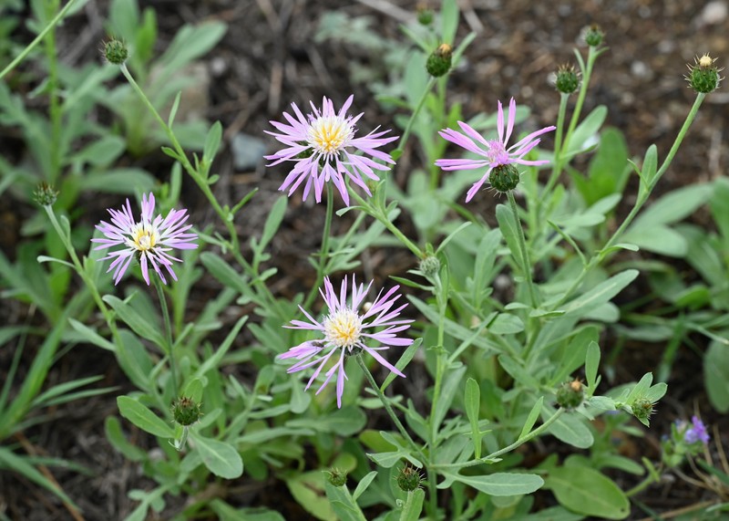 Morocco Knapweed photo 2