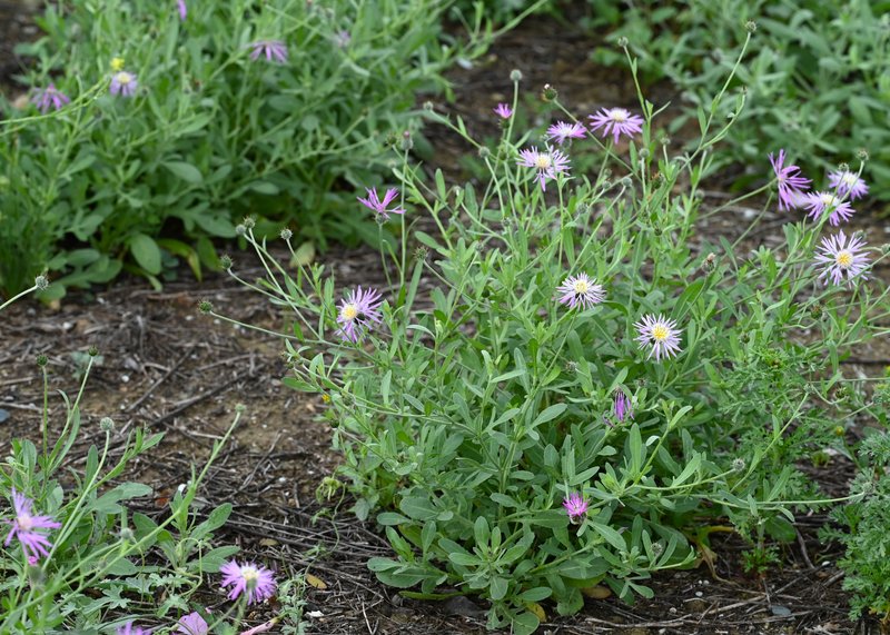 Morocco Knapweed photo 3