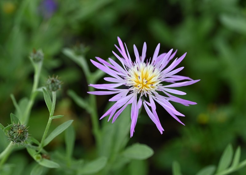 Morocco Knapweed photo 4