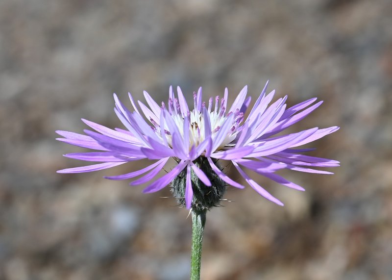 Morocco Knapweed photo 5