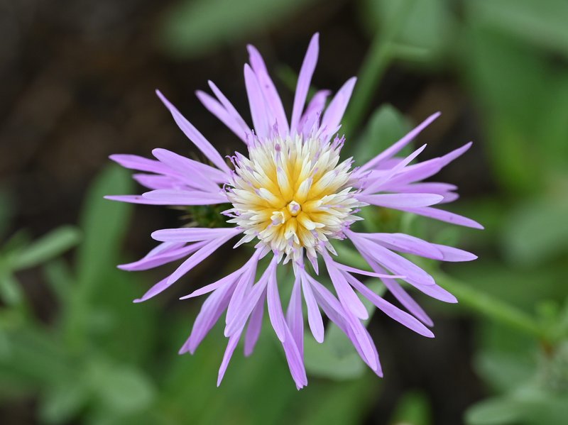 Morocco Knapweed photo 6
