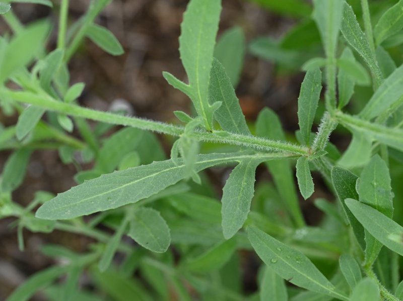 Morocco Knapweed photo 7