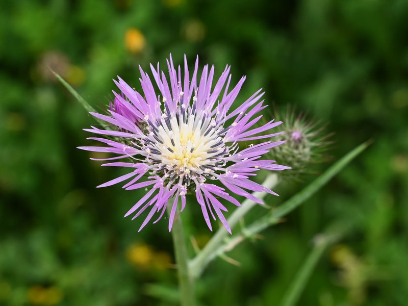 Morocco Knapweed photo 8