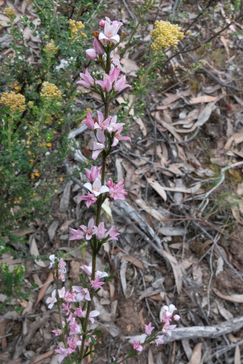 Cyanothamnus anemonifolius