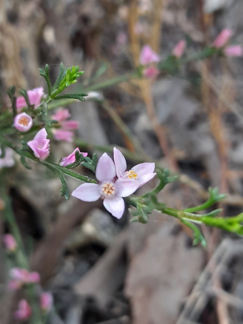 Cyanothamnus anemonifolius photo 2