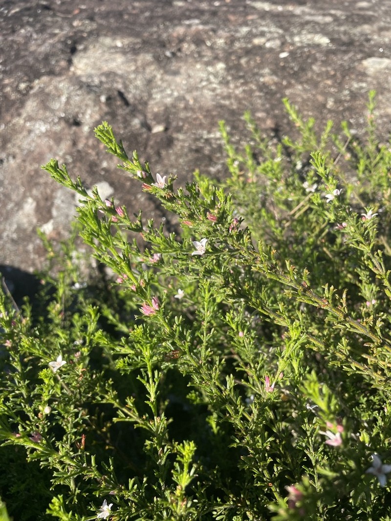 Cyanothamnus anemonifolius photo 3