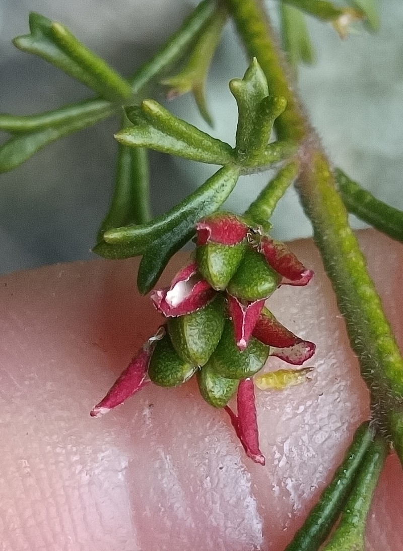 Cyanothamnus anemonifolius photo 4