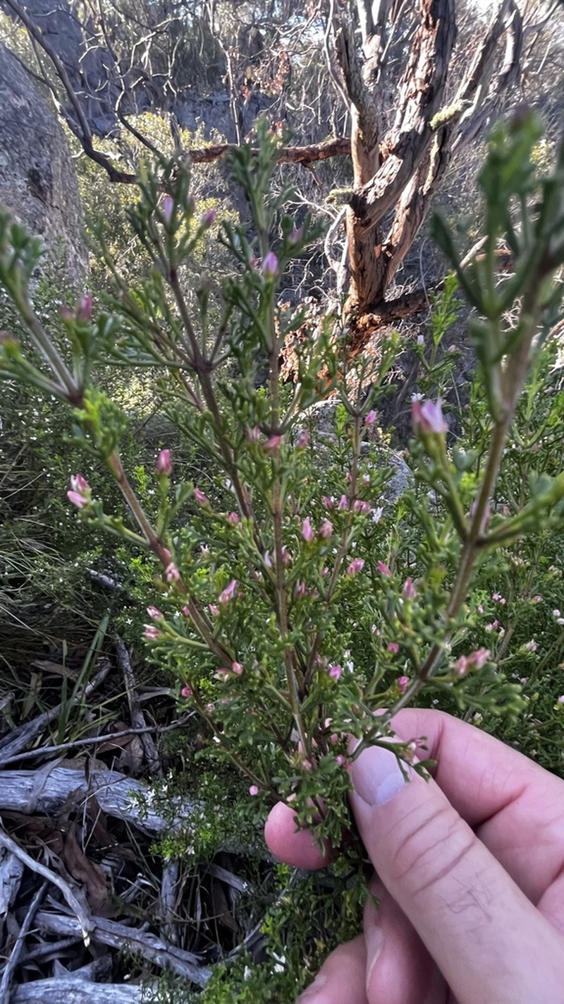 Cyanothamnus anemonifolius photo 5