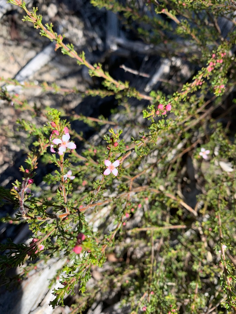 Cyanothamnus anemonifolius photo 6