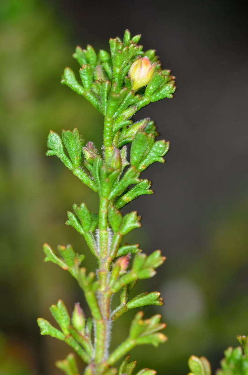 Cyanothamnus anemonifolius photo 7
