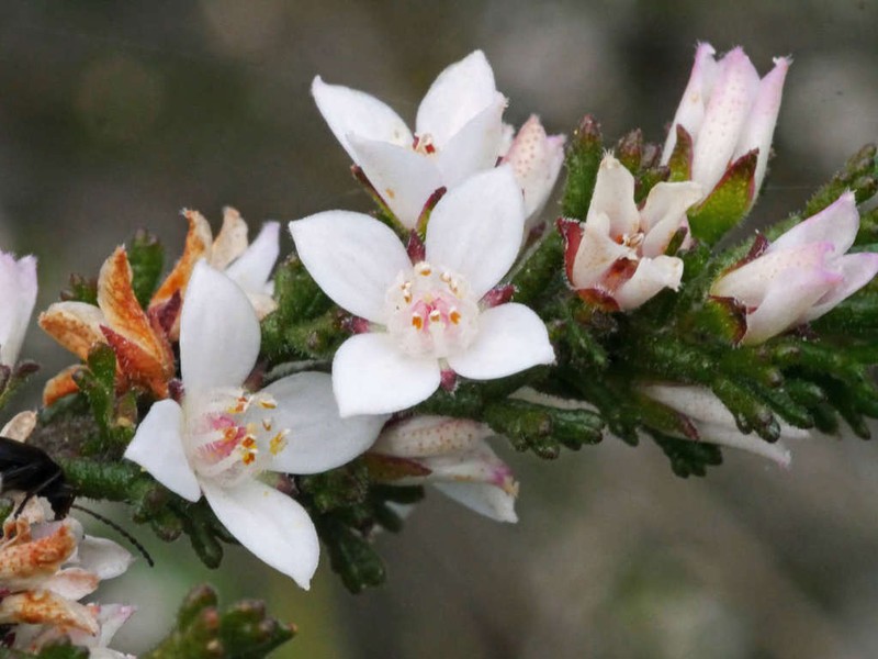 Cyanothamnus anemonifolius photo 8
