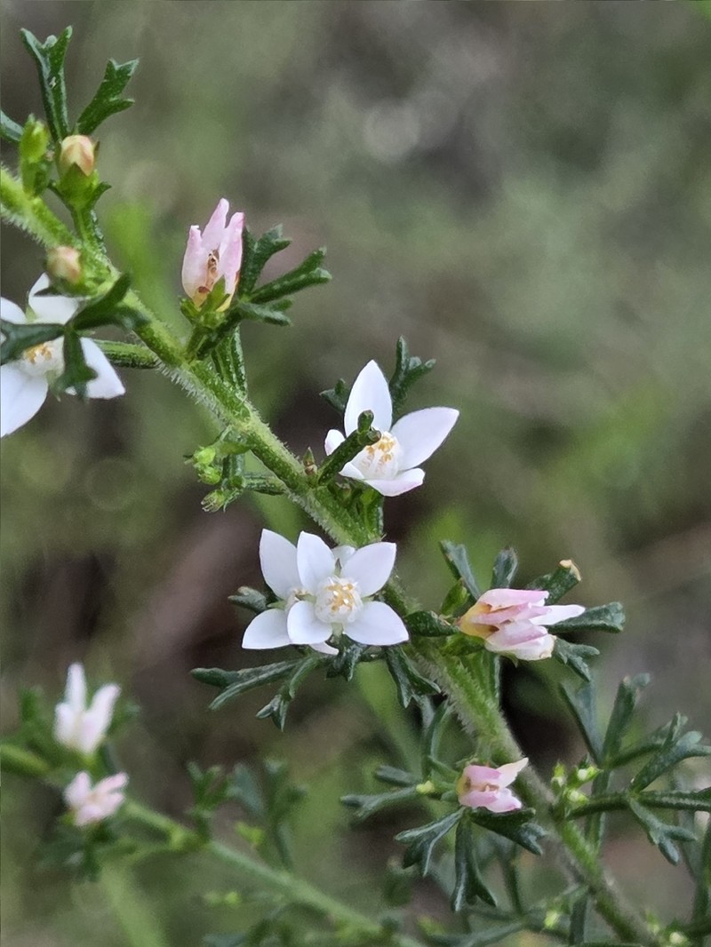 Cyanothamnus anemonifolius subsp. anemonifolius