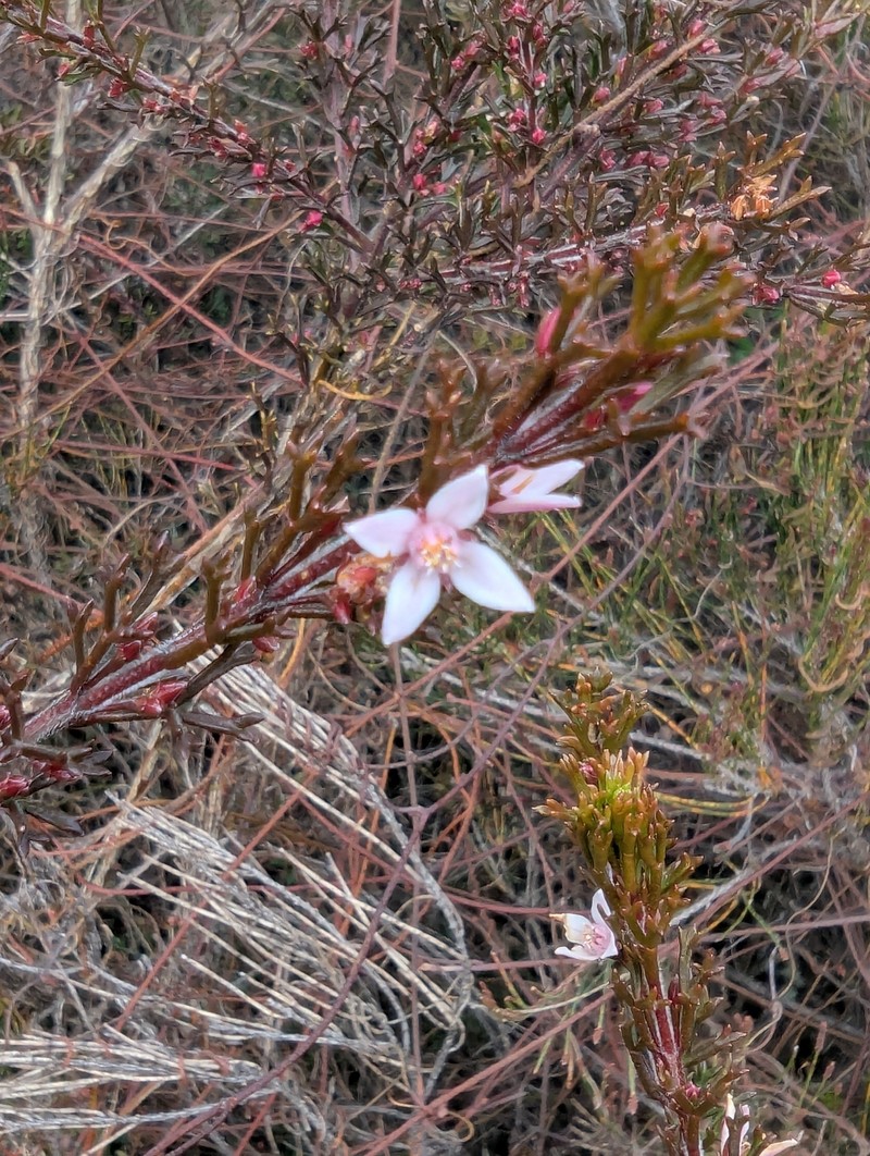 Cyanothamnus anemonifolius subsp. anemonifolius photo 2