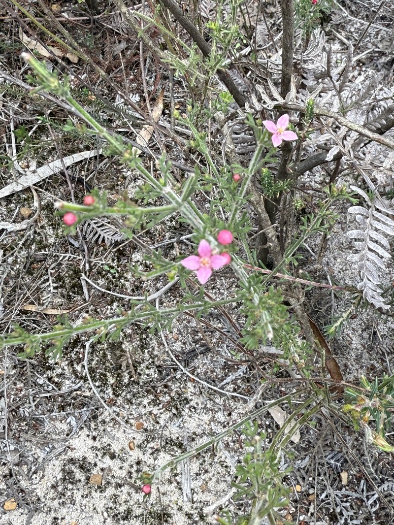Cyanothamnus anemonifolius subsp. anemonifolius photo 3