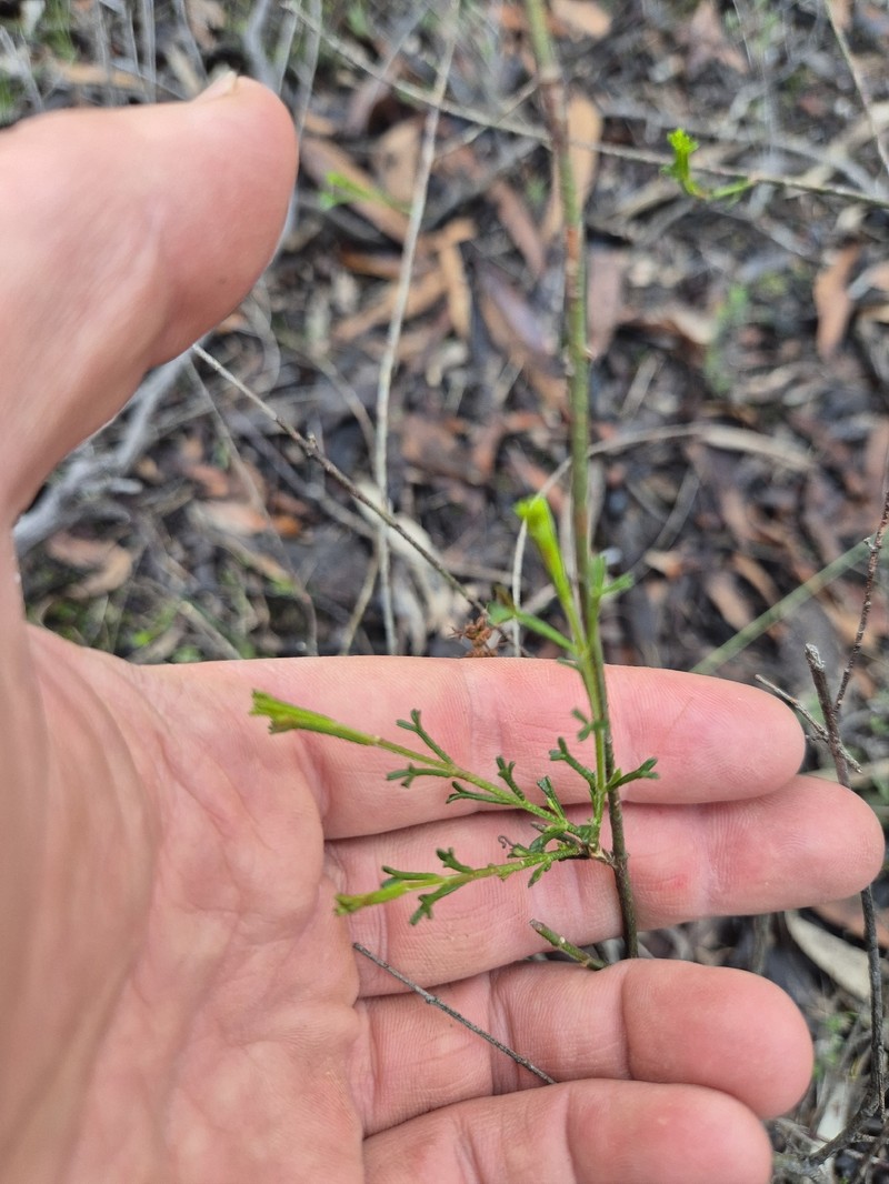 Cyanothamnus anemonifolius subsp. aurifodinus