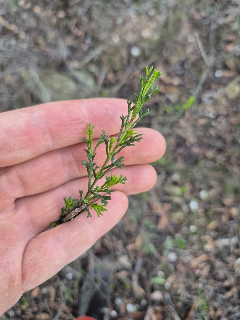 Cyanothamnus anemonifolius subsp. aurifodinus photo 2