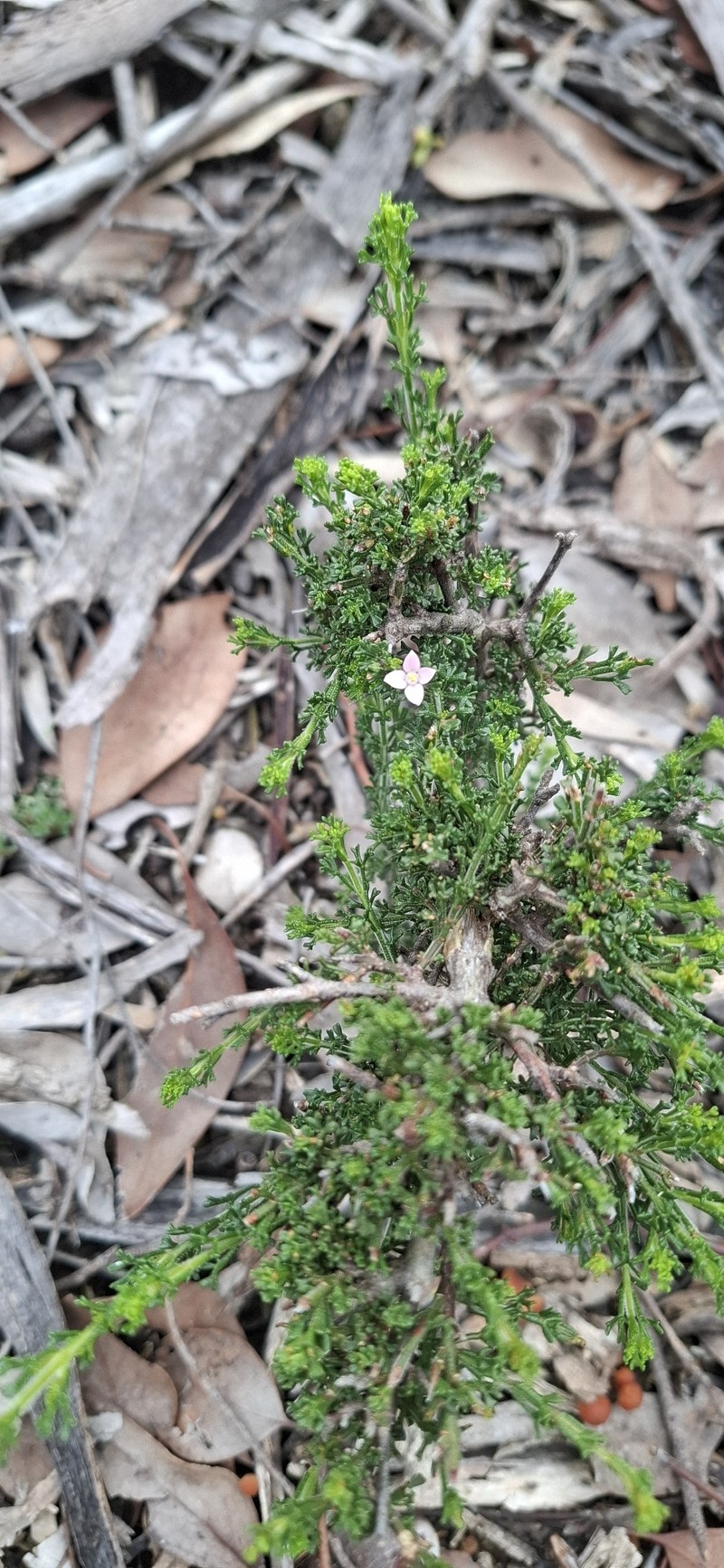 Cyanothamnus anemonifolius subsp. aurifodinus photo 3