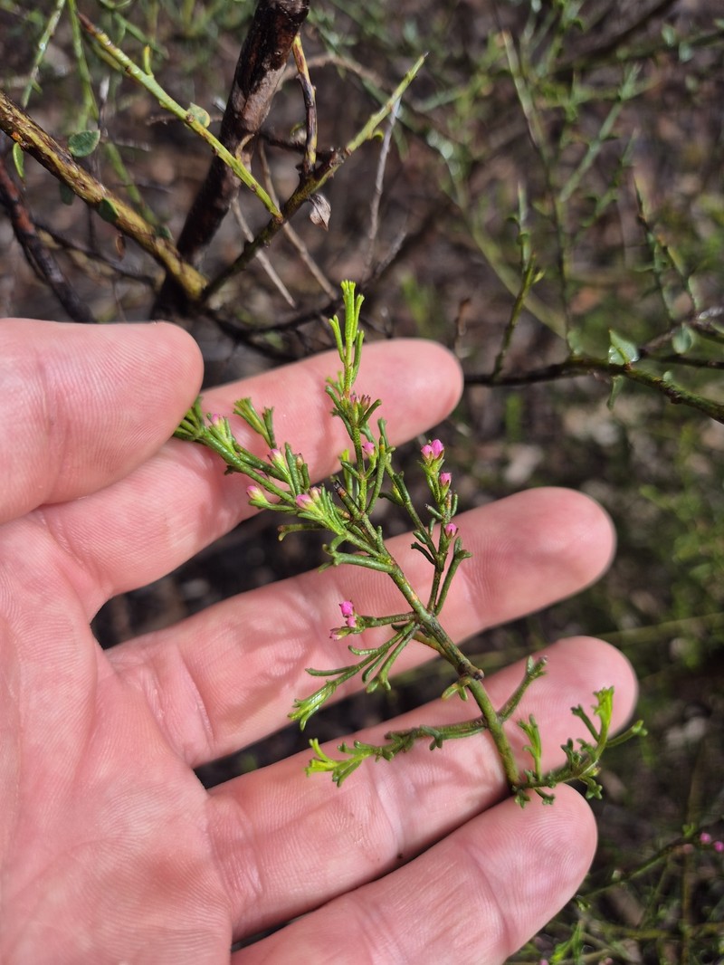 Cyanothamnus anemonifolius subsp. aurifodinus photo 4