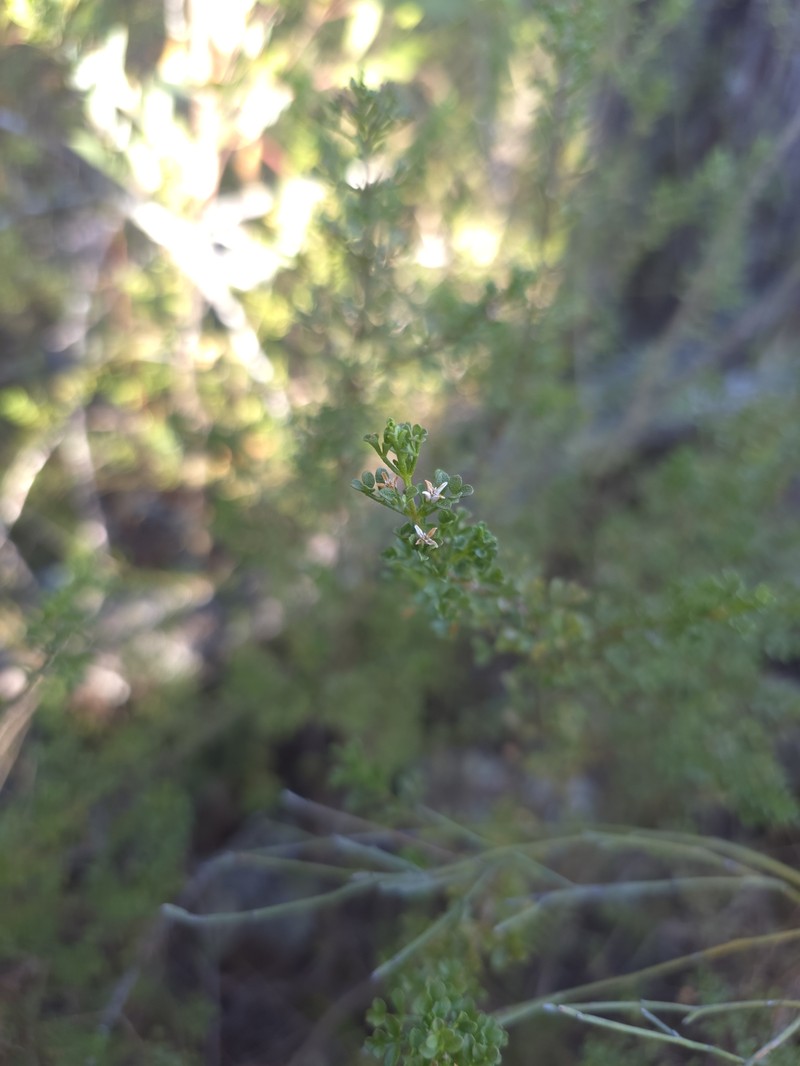 Cyanothamnus anemonifolius subsp. variabilis
