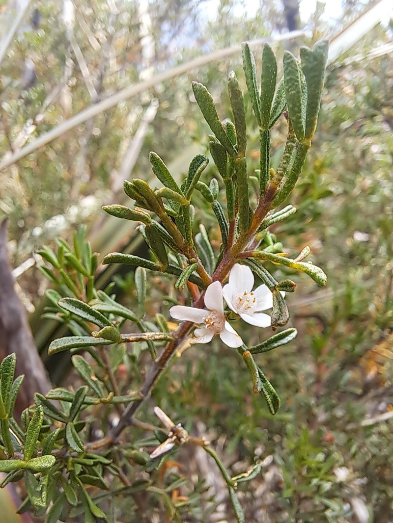 Cyanothamnus anemonifolius subsp. variabilis photo 2
