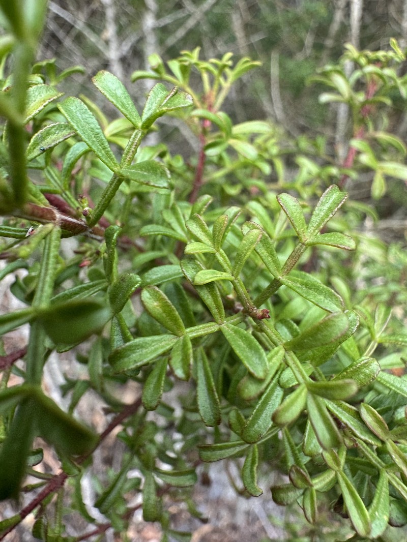 Cyanothamnus anemonifolius subsp. variabilis photo 3