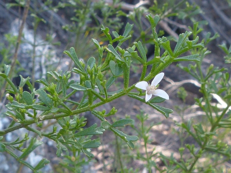 Cyanothamnus anemonifolius subsp. variabilis photo 4