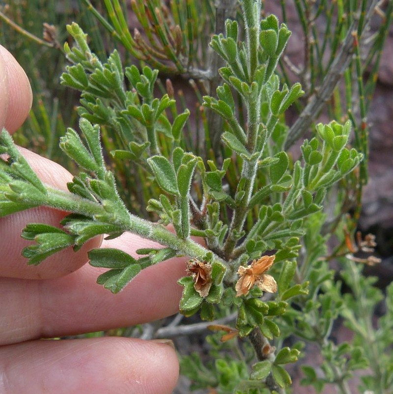 Cyanothamnus anemonifolius subsp. wadbilligensis