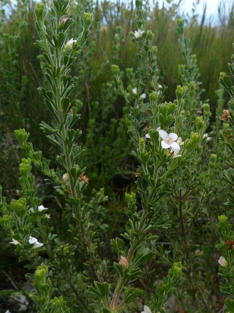 Cyanothamnus anemonifolius subsp. wadbilligensis photo 2