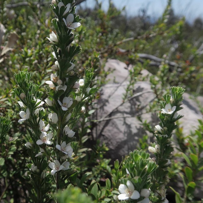 Cyanothamnus anemonifolius subsp. wadbilligensis photo 3