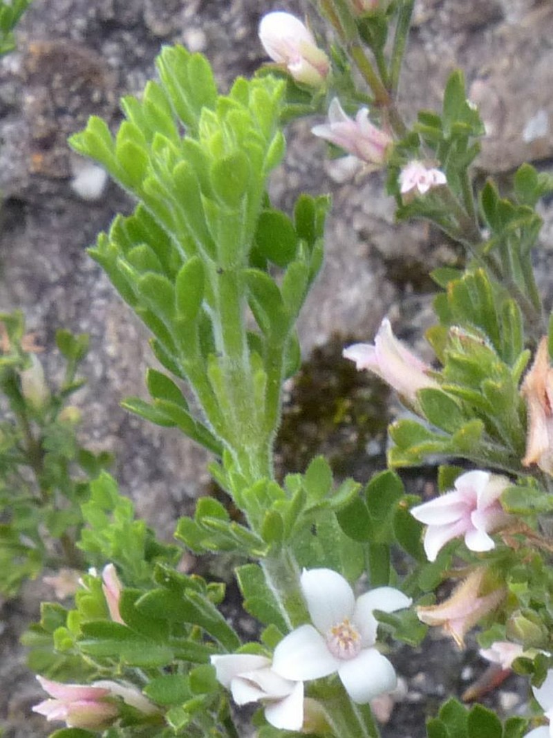 Cyanothamnus anemonifolius subsp. wadbilligensis photo 4