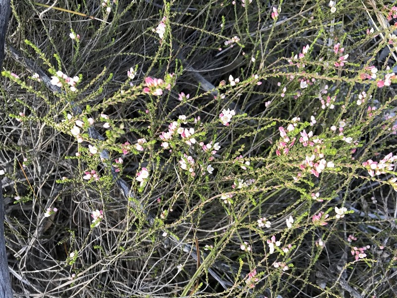 Cyanothamnus baeckeaceus