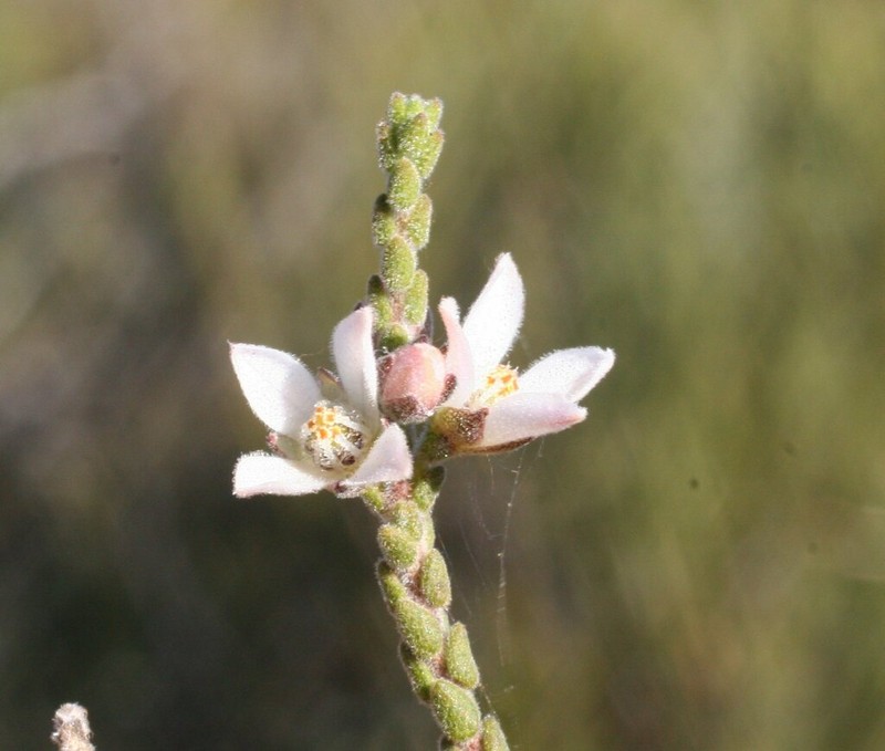 Cyanothamnus baeckeaceus photo 3
