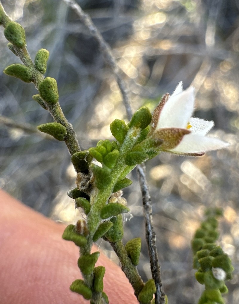 Cyanothamnus baeckeaceus photo 4