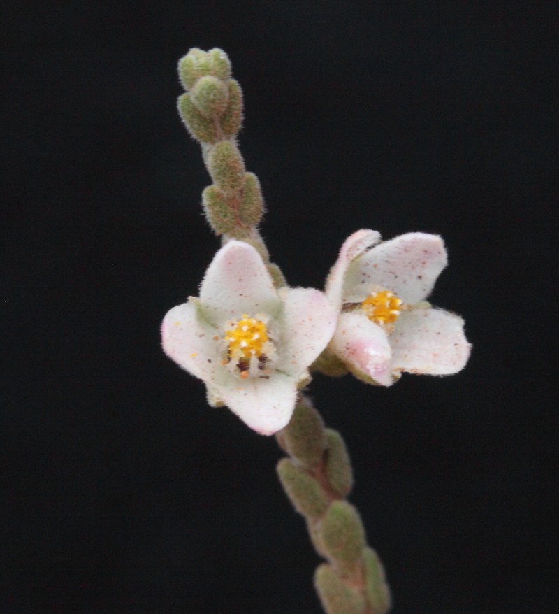 Cyanothamnus baeckeaceus photo 6