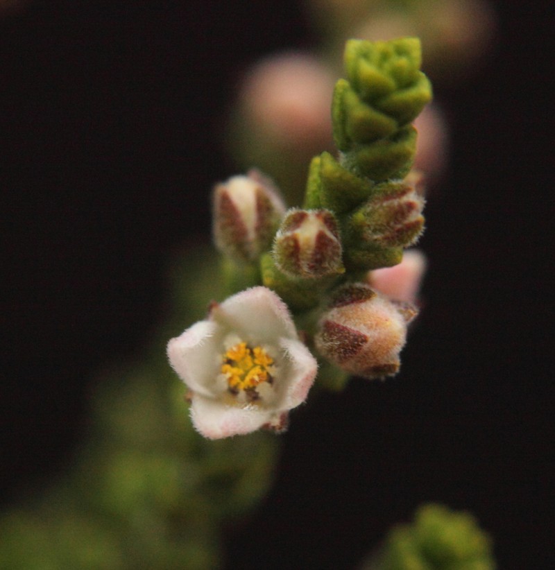Cyanothamnus baeckeaceus photo 7