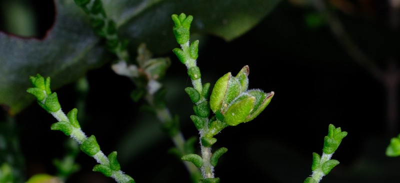 Cyanothamnus baeckeaceus photo 8