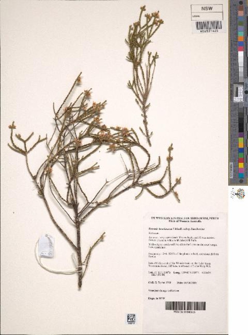 Cyanothamnus baeckeaceus subsp. baeckeaceus photo 4