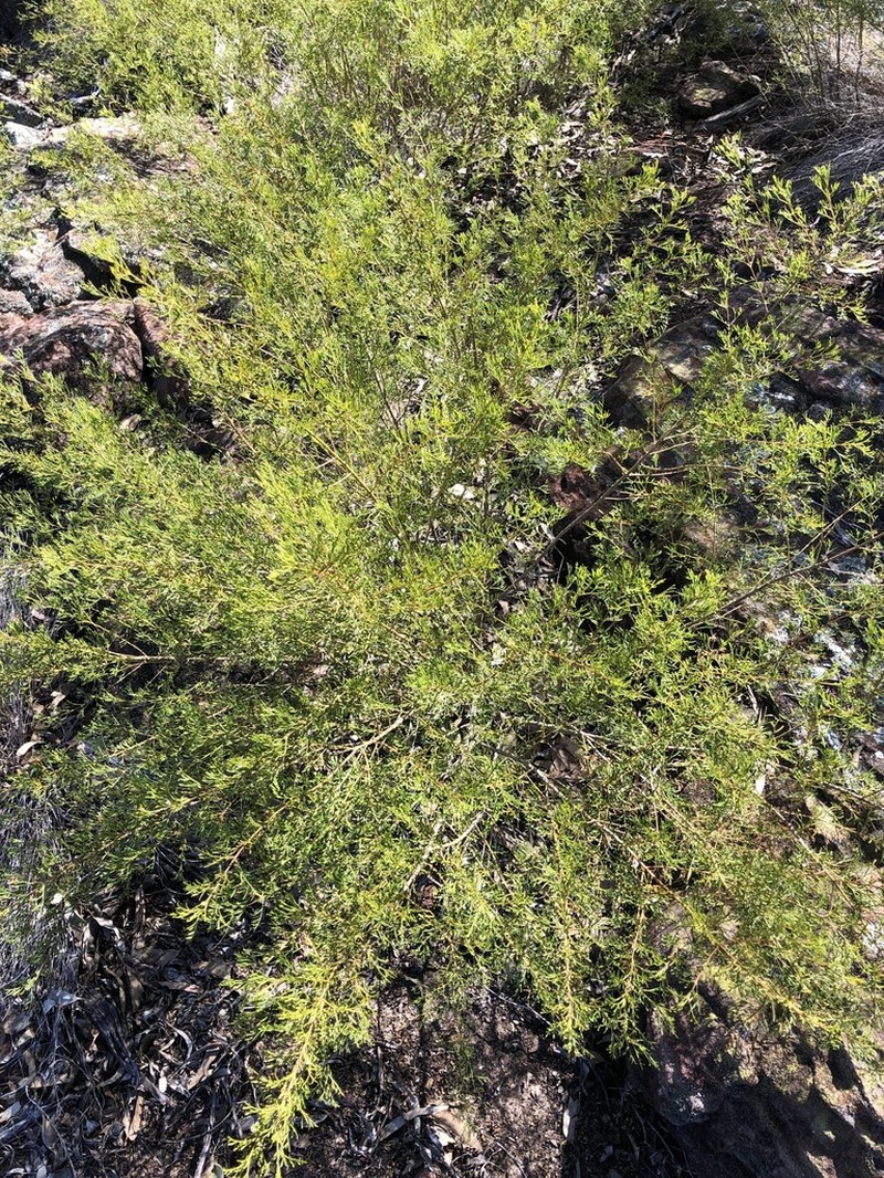 Cyanothamnus bipinnatus
