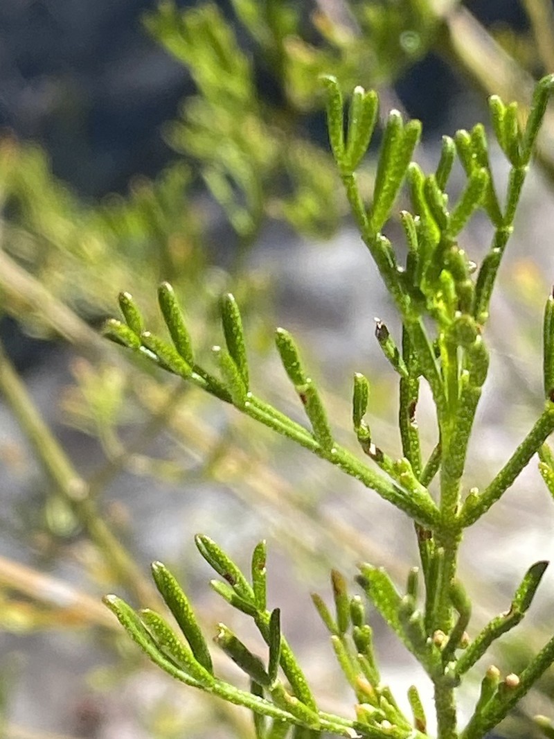 Cyanothamnus bipinnatus photo 2